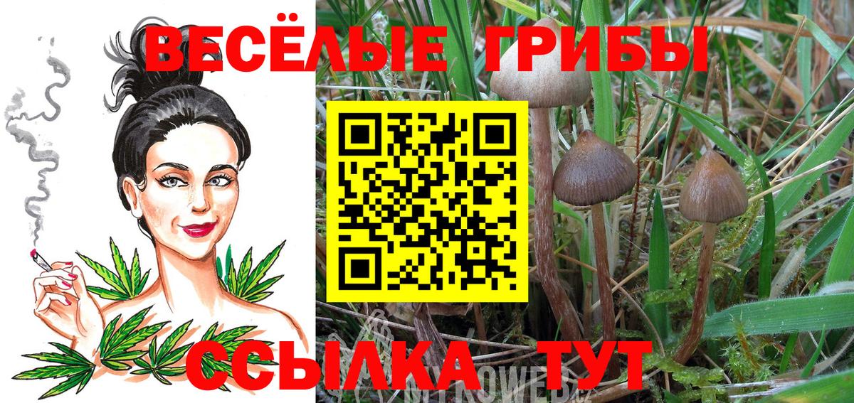 Псилоцибиновые грибы Psilocybe  Вход с VPN  Волжск  Псилоцибиновые грибы Cubensis 